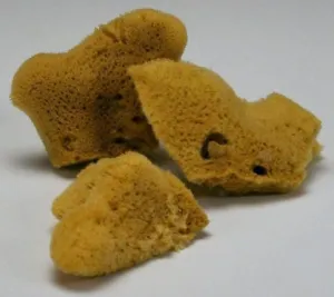3-4 Inch Elephant Ear