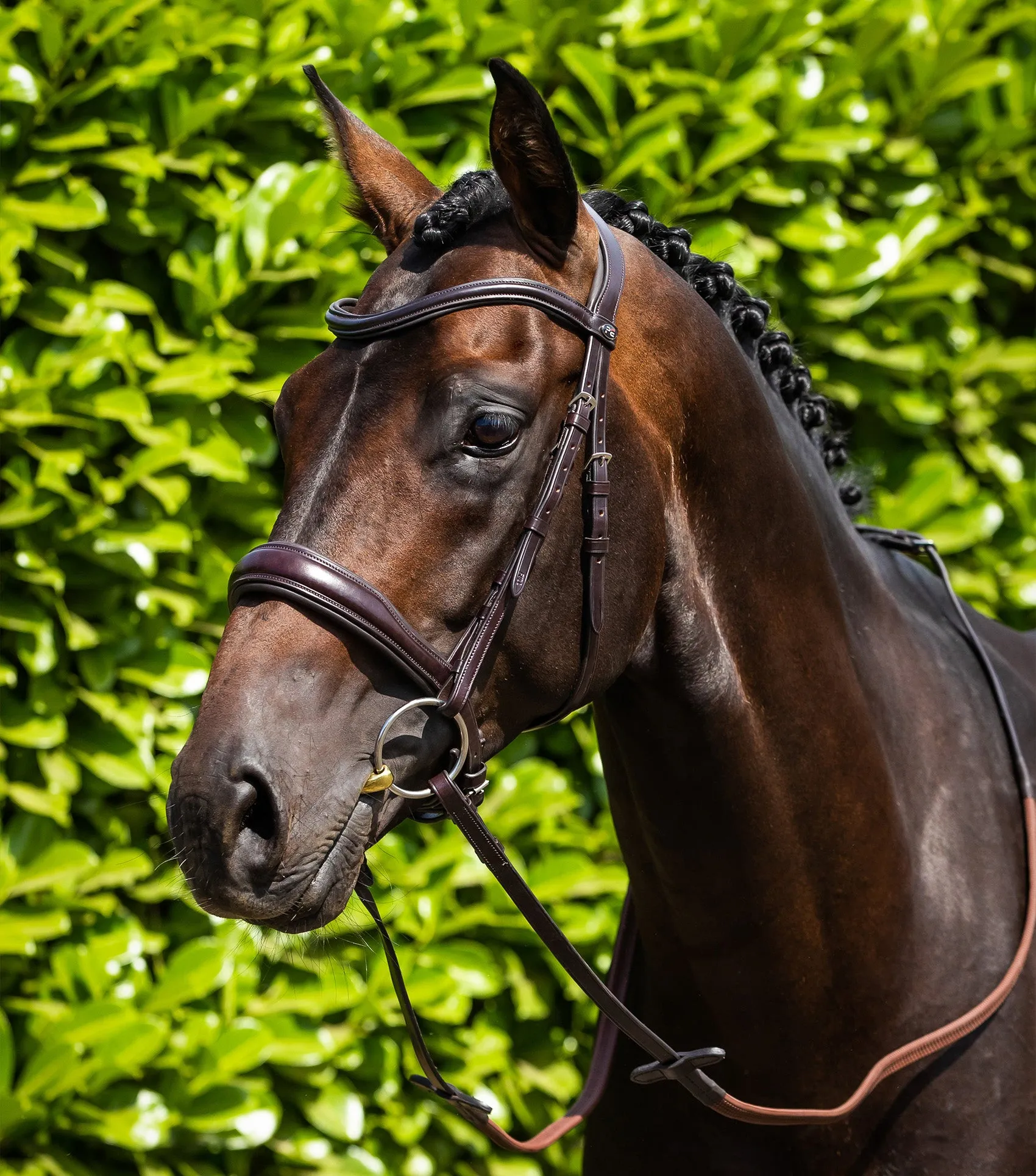 Liscio Plain Shaped Leather Browband Brown