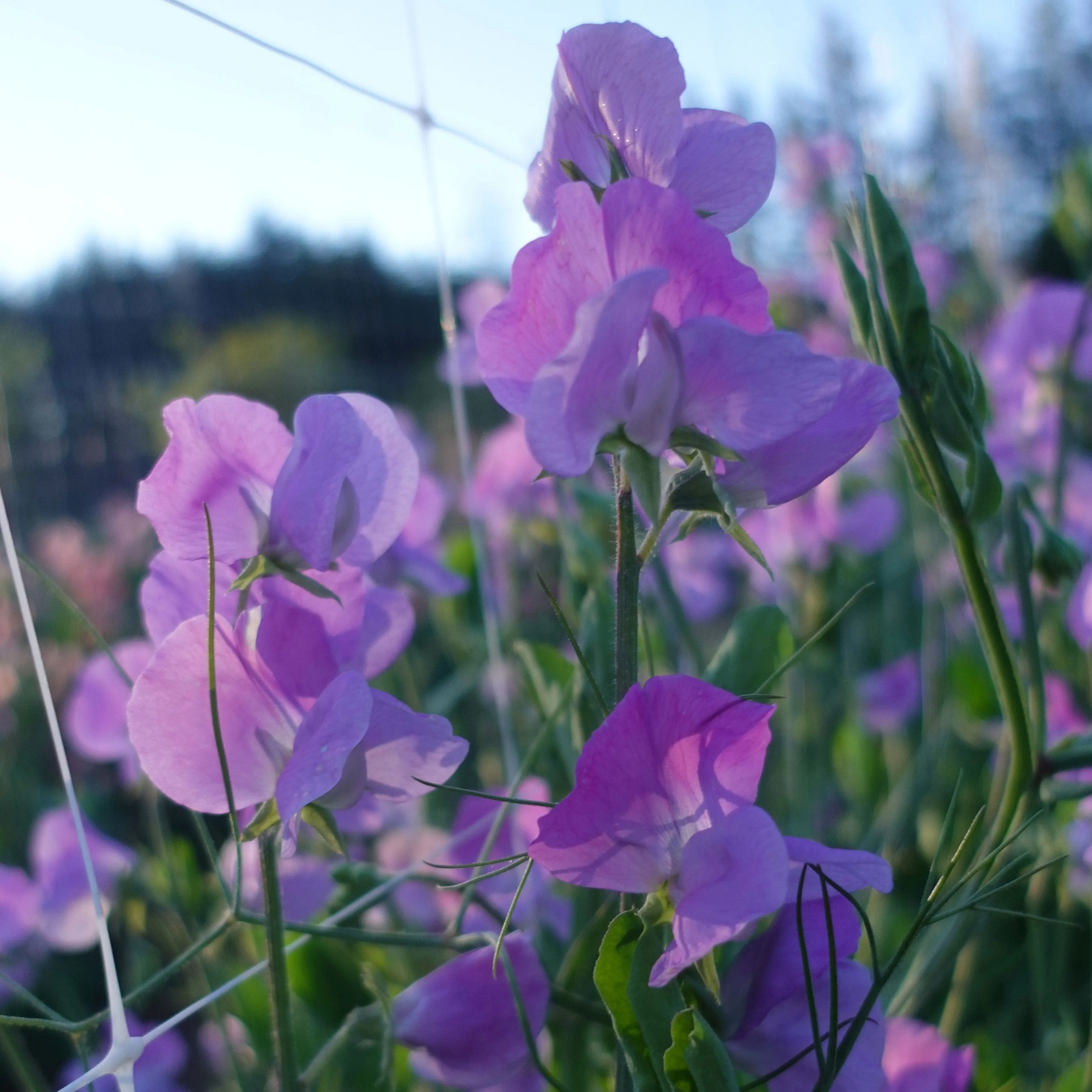 Sweet Pea Oyama Bicolor