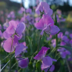 Sweet Pea Oyama Bicolor